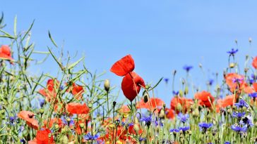 jardin alpin