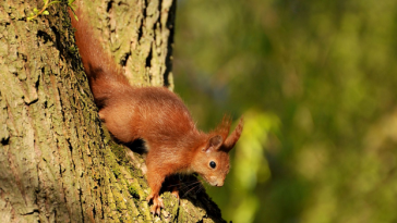 cabane pour écureuil