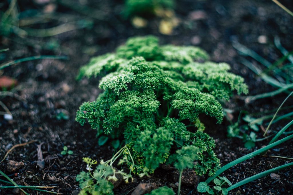 Comment créer un jardin aromatique — free download