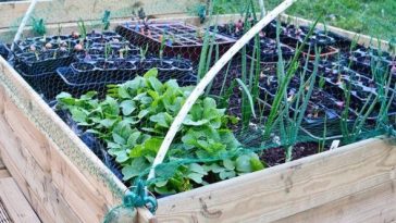 Tout ce qu'il faut savoir pour réussir un carré potager