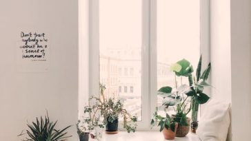 Automne : comment faire avec ces plantes qui ne supportent pas l’hiver ?